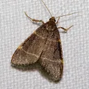 Moth