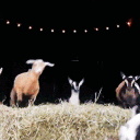 Goats
