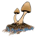 The Mycelium Network