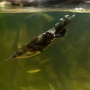 Platy's Aquarium