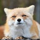 The Foxes! Discord Server Icon