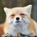 The Foxes! Discord server icon