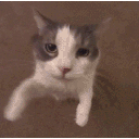Cat Lounge
