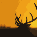 The Hunter COTW: (Rus)