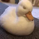 The Crude Ducks