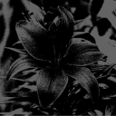 Lilium