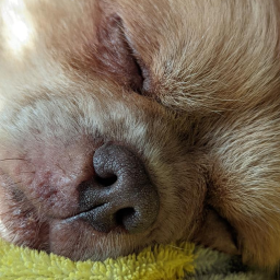 Doggys' Dev Hub - discord server icon