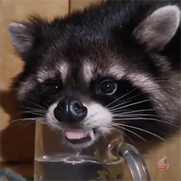Discovery icon for Lixão do Procy 🦝 Discord server