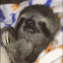 SLOTH FANS SERVER