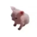 bingus