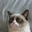Cat stuff and other stuff