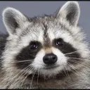 Raccoon Gang