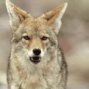 idiotic coyotes