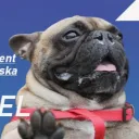 Gwardia Trzaskowskiego