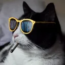 😼𝐊𝐢𝐭𝐭𝐞𝐧𝐚𝐫𝐪𝐮í𝐚😾