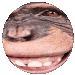 Chimp Zone Discord Server Icon