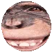 Chimp Zone