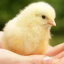 POUSSIN