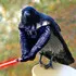 BIRB