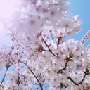 桜魔考察