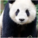 the panda squad