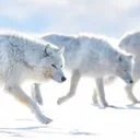 宇宙船🐺白い狼号