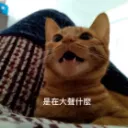 噬睡貓王國