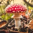 🍄Toadstool Inn🍄