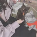 猫カフェ  Niaฅ"