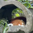 Red Panda Studios
