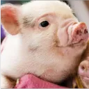 PigsterEmpire