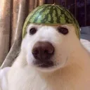 Bonkacord