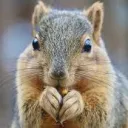 The Squirrely Outback