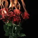 🥀-ROSES-COMMUNITY-🥀's icon