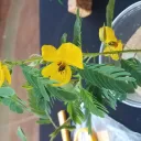 For the Botanically Inclined