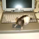 The Ratway
