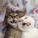 L'Havre Des Meow