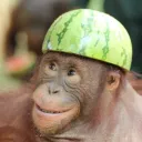 The Monkey Jungle