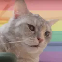 Blisschen's Cat Café