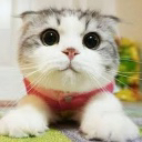 CatBot Support Server Icon