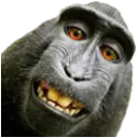 RikuZoo