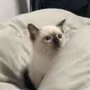 一群資優生
