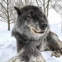 Les loups garous de discord