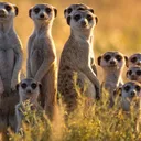 Familia Suricatos