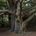 Pack of Poisonous Branches