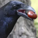 crows nest