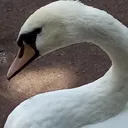 By The Pond