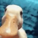 𝑴𝒂𝒛𝑪𝒉𝒖