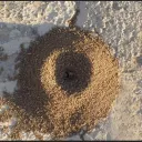 ANT RP