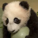 TheTrashPanndaz🐼
